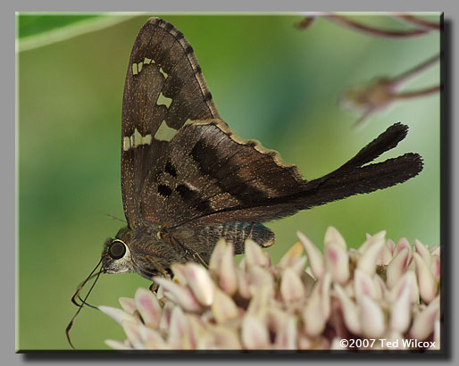 Long-tailed Skipper (Urbanus proteus)