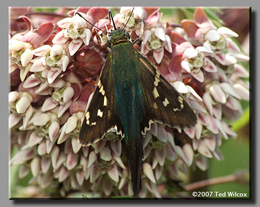 Long-tailed Skipper (Urbanus proteus)