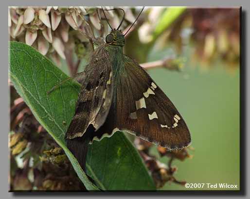 Long-tailed Skipper (Urbanus proteus)