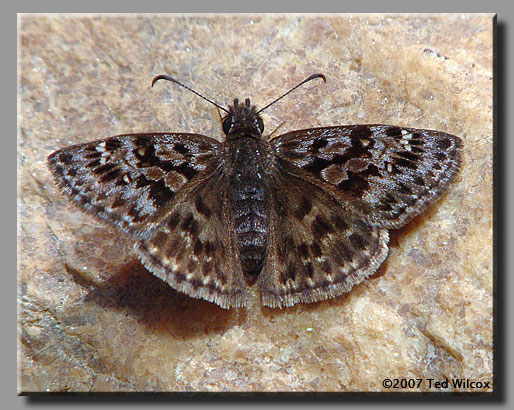 Mottled Duskywing (Erynnis martialis)