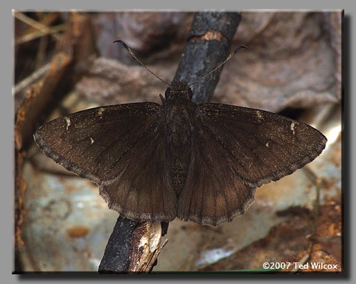 Northern Cloudywing (Thorybes pylades)