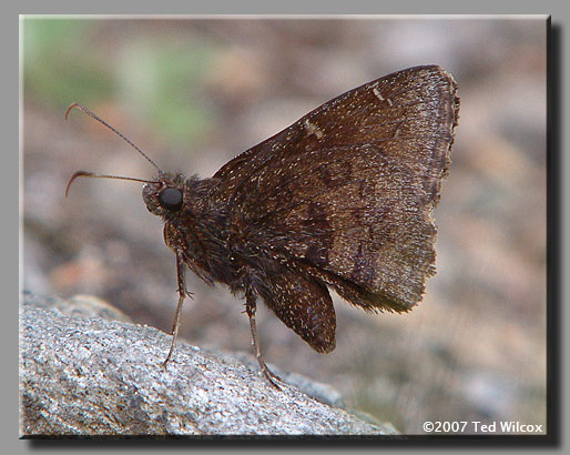 Northern Cloudywing (Thorybes pylades)