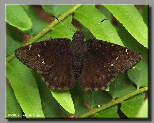 Northern Cloudywing (Thorybes pylades)