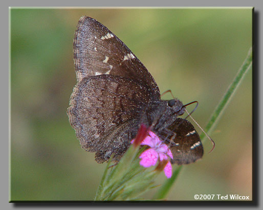 Northern Cloudywing (Thorybes pylades)