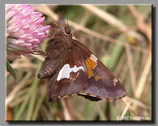 Silver-spotted Skipper (Epargyreus clarus)