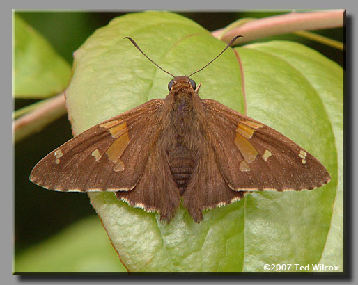 Silver-spotted Skipper (Epargyreus clarus)