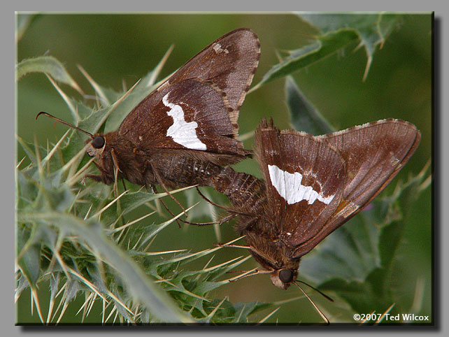 Silver-spotted Skipper (Epargyreus clarus)