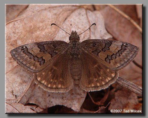 Sleepy Duskywing (Erynnis brizo)