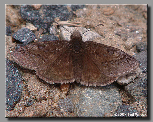 Sleepy Duskywing (Erynnis brizo)