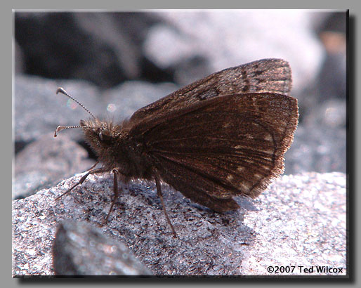 Sleepy Duskywing (Erynnis brizo)