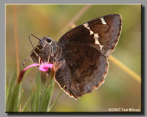 Southern Cloudywing (Thorybes bathyllus)