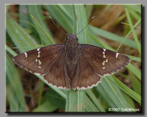 Southern Cloudywing (Thorybes bathyllus)