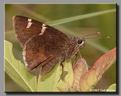 Southern Cloudywing (Thorybes bathyllus)