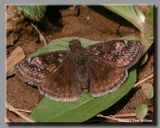 Wild Indigo Duskywing (Erynnis baptisiae)