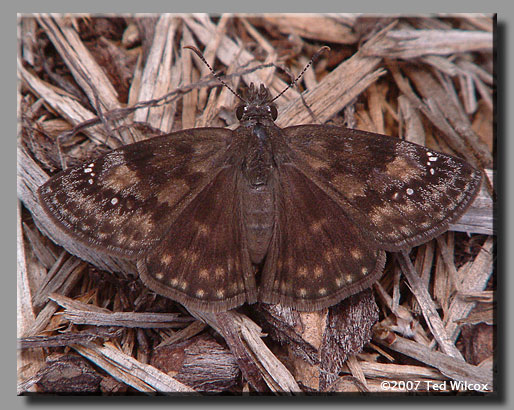 Wild Indigo Duskywing (Erynnis baptisiae)