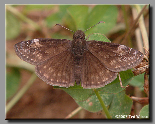 Wild Indigo Duskywing (Erynnis baptisiae)