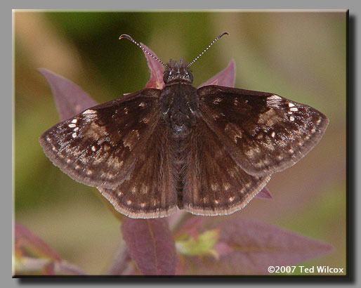 Wild Indigo Duskywing (Erynnis baptisiae)