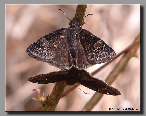 Wild Indigo Duskywing (Erynnis baptisiae)