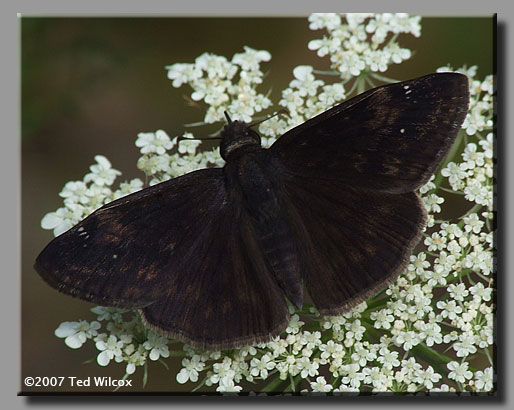 Zarucco Duskywing (Erynnis zarucco)