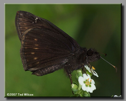 Zarucco Duskywing (Erynnis zarucco)