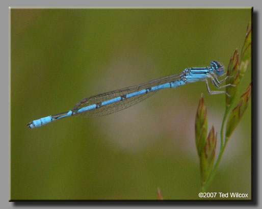 Double-striped Bluet (Enallagma basidens)