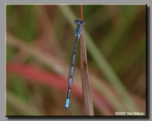 Double-striped Bluet (Enallagma basidens)