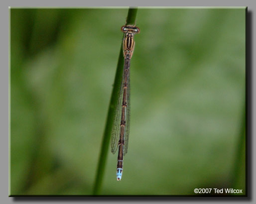 Double-striped Bluet (Enallagma basidens)