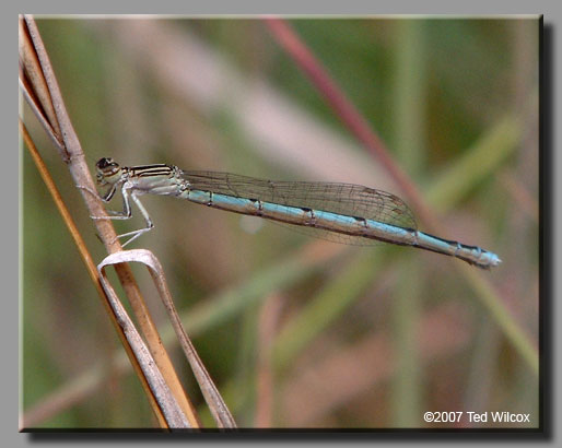 Double-striped Bluet (Enallagma basidens)