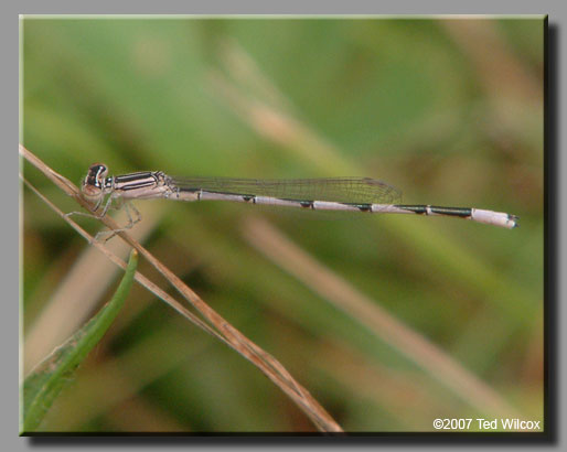 Double-striped Bluet (Enallagma basidens)