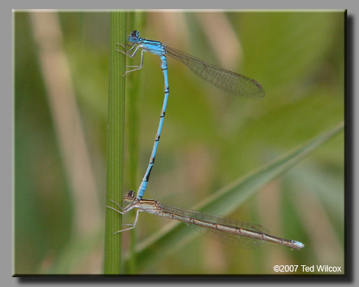 Double-striped Bluet (Enallagma basidens)