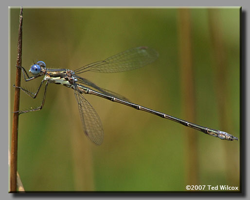 Spotted Spreadwing (Lestes congener)