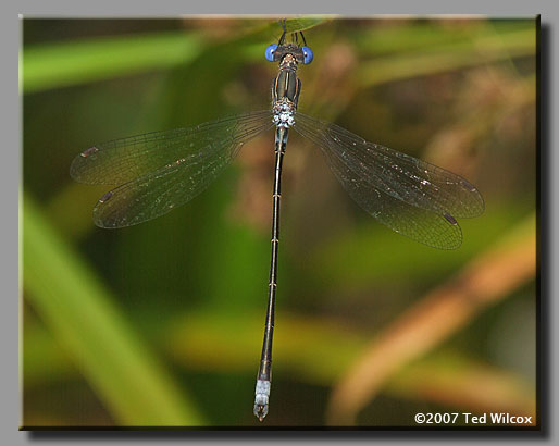 Spotted Spreadwing (Lestes congener)