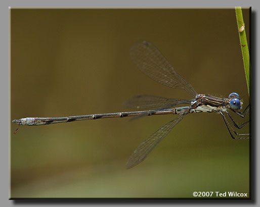 Spotted Spreadwing (Lestes congener)