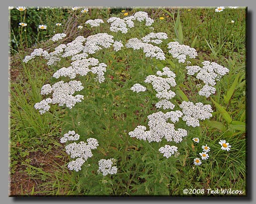 Yarrow / Milfoil (Achillea millefolium)