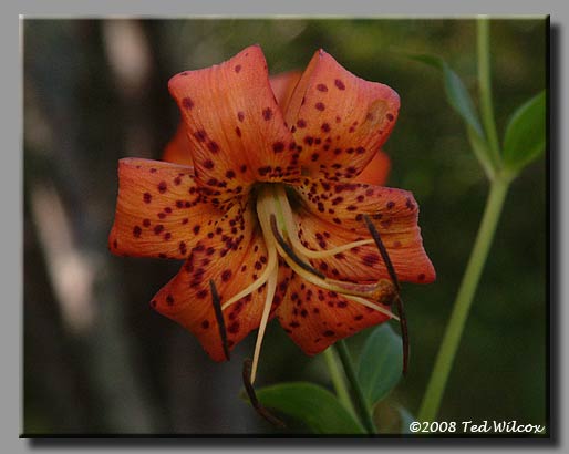 Carolina Lily (Lilium michauxii)