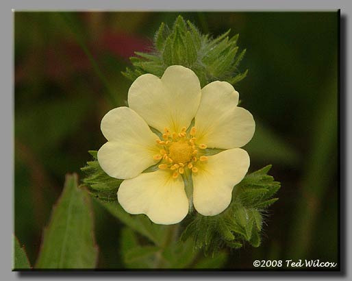 Sulphur Cinquefoil (Potentilla recta)