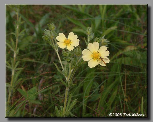 Sulphur Cinquefoil (Potentilla recta)