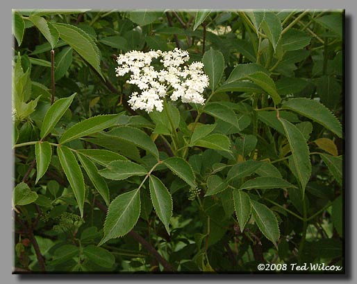 Appalachian Spiraea (Spiraea virginiana)