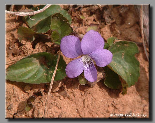 Downy Violet (Viola fimbriatula)